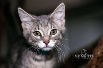 Freedom -  Domestic Short Hair Cat for Adoption - Freedom | PetCurious