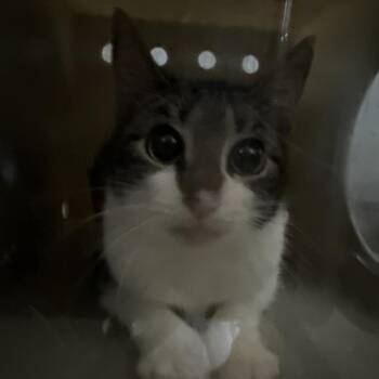 Domestic Short Hair Cats Available for Adoption - Lake 8 | PetCurious