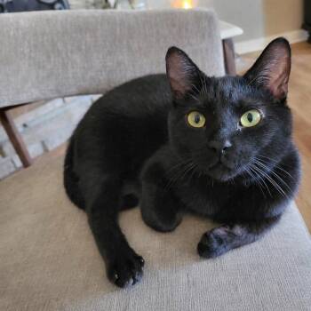 Domestic Short Hair Cats Available for Adoption - Darkwing | PetCurious