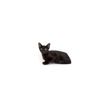 Kiki -  Domestic Short Hair Cat for Adoption in Los Angeles, California - Kiki | PetCurious