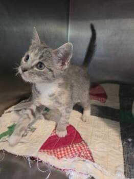 Zephyr -  Domestic Short Hair Cat for Adoption in Cleveland, Tennessee - Zephyr | PetCurious
