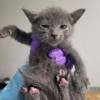 Rome -  Domestic Short Hair Cat for Adoption in Westminster, California - Rome | PetCurious