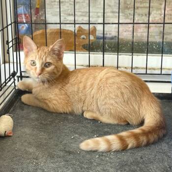 Rescue Domestic Medium Hair Cats for Adoption in Mondovi, Wisconsin - Swigert | PetCurious