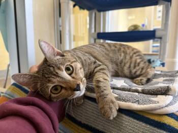 Belva -  Domestic Short Hair Cat for Adoption in Berkeley, California - Belva | PetCurious