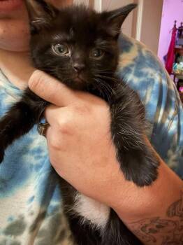 Tracie -  Domestic Short Hair Cat for Adoption in Salisbury, North Carolina - Tracie | PetCurious