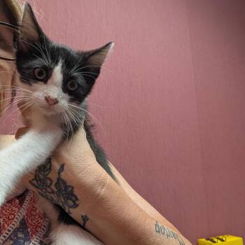 Corky -  Domestic Short Hair Cat for Adoption in Lenexa, Kansas - Corky | PetCurious