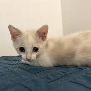 Darcy -  Domestic Short Hair Cat for Adoption in Phoenix, Arizona - Darcy | PetCurious