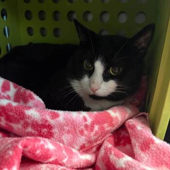 Furball -  Domestic Short Hair Cat for Adoption in Brockton, Massachusetts - Furball | PetCurious