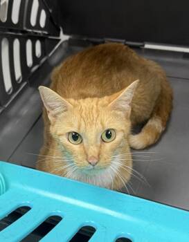 Pen 14 Bitsy -  Domestic Short Hair Cat for Adoption in Lawrenceville, Georgia - Pen 14 Bitsy | PetCurious