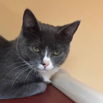 Diamond -  Domestic Short Hair Cat for Adoption in East Hanover, New Jersey - Diamond | PetCurious