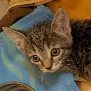 Halligan -  Domestic Short Hair Cat for Adoption in Orlando, Florida - Halligan | PetCurious