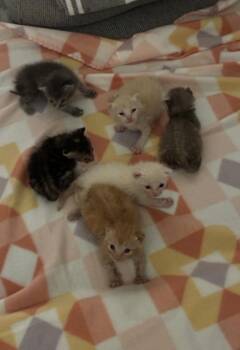 Domestic Short Hair Cats Available for Adoption - A1949961 (Peep) | PetCurious