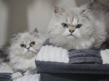 Scooby and Daphne -  Persian Cat for Adoption in Belle Isle, Florida - Scooby And Daphne | PetCurious