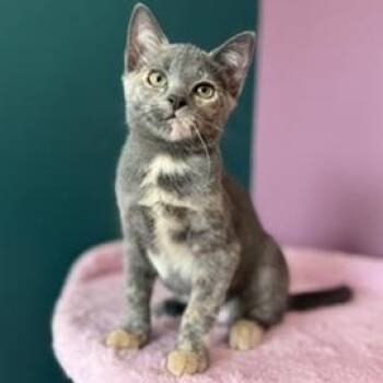 Dallas -  Domestic Short Hair Cat for Adoption in Sweetwater, Tennessee - Dallas | PetCurious