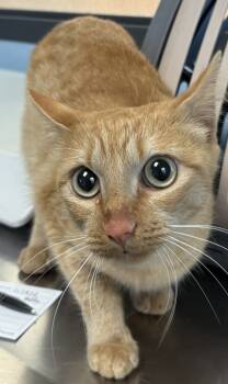 Rescue Domestic Short Hair Cats for Adoption in Lawrenceville, Georgia - Nf 1 | PetCurious