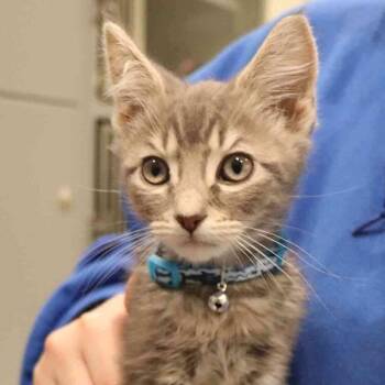 Domestic Short Hair Cats Available for Adoption in Port Washington, New York - Dill | PetCurious