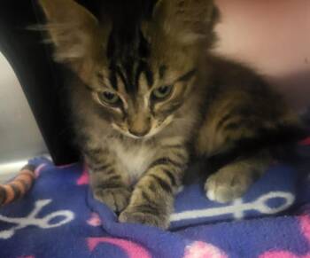 Thor -  Domestic Short Hair Cat for Adoption in Medford, Wisconsin - Thor | PetCurious