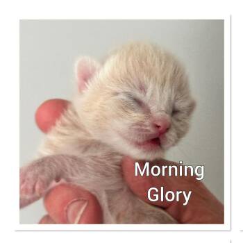 Morning Glory -  Domestic Short Hair Cat for Adoption in Gloucester, Virginia - Morning Glory | PetCurious