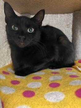 Sacramento (Miller) -  Domestic Short Hair Cat for Adoption in Johnson City, Tennessee - Sacramento (Miller) | PetCurious