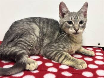 SARAFINA -  Domestic Short Hair Cat for Adoption in Sacramento, California - SARAFINA | PetCurious