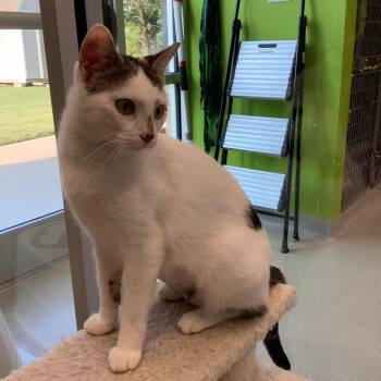 Rescue Domestic Short Hair Cats for Adoption in Greenville, Texas - Nana | PetCurious