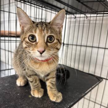 Magnificent -  Domestic Short Hair Cat for Adoption in Buffalo, New York - Magnificent | PetCurious