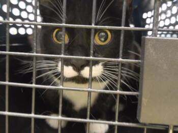 MR. MUSTACHE -  Domestic Medium Hair and Domestic Short Hair Cat for Adoption in Omaha, Nebraska - MR. MUSTACHE | PetCurious