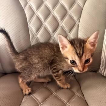 Juliet -  Domestic Short Hair Cat for Adoption in Ashland, Virginia - Juliet | PetCurious