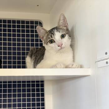 Neelix -  Domestic Short Hair Cat for Adoption in Oceanside, California - Neelix | PetCurious