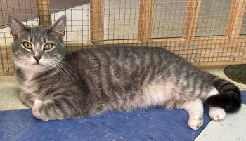 Rescue Domestic Short Hair Cats for Adoption in Jim Thorpe, Pennsylvania - Bobby | PetCurious