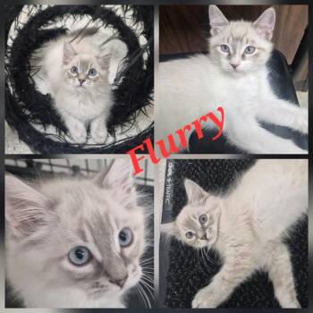 Flurry -  Siamese and Domestic Medium Hair Cat for Adoption in Hollister, California - Flurry | PetCurious