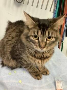 Domestic Short Hair Cats Available for Adoption in Largo, Florida - Penelope | PetCurious