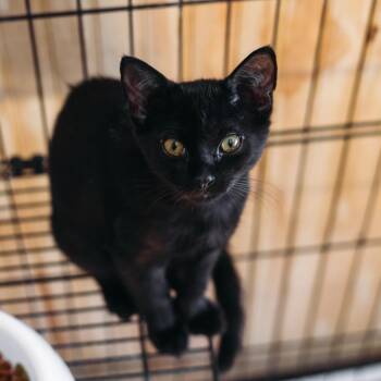Sprite -  Domestic Short Hair Cat for Adoption in Parrish, Alabama - Sprite | PetCurious