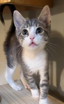 Addy -  Tabby and Dilute Calico Cat for Adoption in East Hanover, New Jersey - Addy | PetCurious