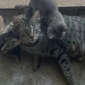 Lightning -  Domestic Short Hair Cat for Adoption in Buffalo, New York - Lightning | PetCurious