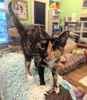 Rescue Calico and Domestic Short Hair Cats for Adoption in Plano, Texas - SUTTON - TALKATIVE PRETTY CALICO | PetCurious