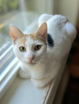 Rescue Domestic Short Hair Cats for Adoption in Atglen, Pennsylvania - Gypsy | PetCurious