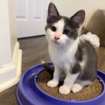 Simone -  Domestic Short Hair Cat for Adoption in Carmel, Indiana - Simone | PetCurious