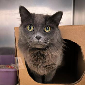 Rescue Domestic Long Hair Cats for Adoption in Lindon, Utah - Sienna | PetCurious