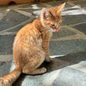 Carrot Cake -  Tabby Cat for Adoption in Hawley, Pennsylvania - Carrot Cake | PetCurious