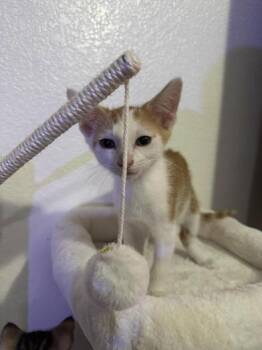 Steve -  Domestic Short Hair Cat for Adoption in Liverpool, Texas - Steve | PetCurious