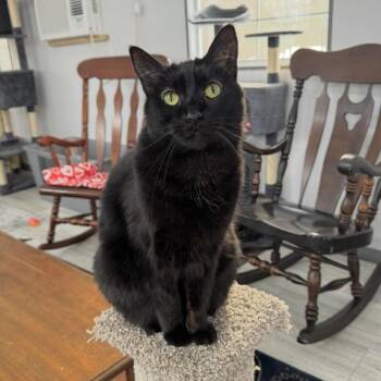 Michael -  Domestic Short Hair Cat for Adoption in Goshen, Indiana - Michael | PetCurious