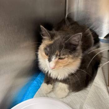 Domestic Medium Hair Cats Available for Adoption in Newark, New Jersey - Peaches | PetCurious