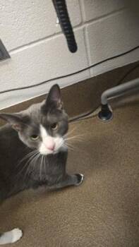 Cosmo -  Domestic Short Hair Cat for Adoption in Wichita, Kansas - Cosmo | PetCurious