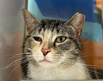 Domestic Short Hair Cats Available for Adoption in Golden, Colorado - Trixie | PetCurious