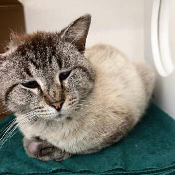 Vlad -  Siamese Cat for Adoption in Des Moines, Iowa - Vlad | PetCurious