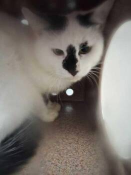 Dutton -  Domestic Medium Hair and Domestic Short Hair Cat for Adoption in Sevierville, Tennessee - Dutton | PetCurious