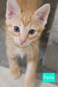 Rescue Tabby Cats for Adoption in Plano, Texas - Felix | PetCurious