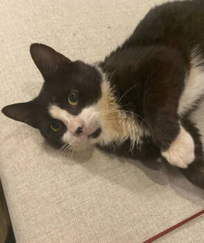 Rescue Domestic Short Hair Cats for Adoption in Philadelphia, Pennsylvania - Merlin | PetCurious