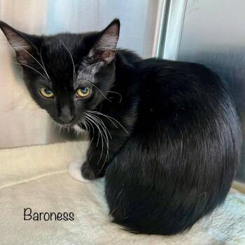 Baroness -  Domestic Medium Hair Cat for Adoption in Madisonville, Tennessee - Baroness | PetCurious